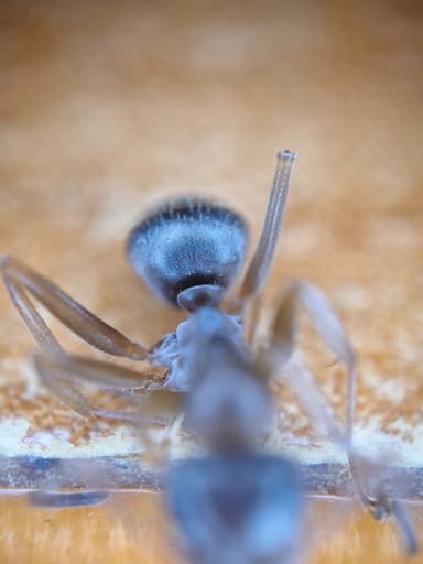 Formica fuscocinerea photo 24