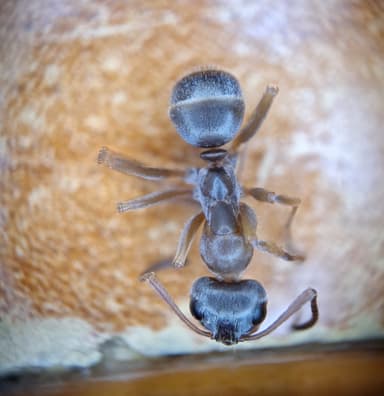 Formica fuscocinerea photo 26