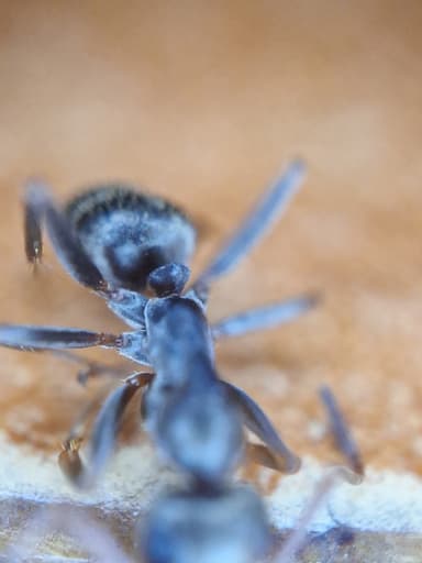 Formica fuscocinerea photo 27