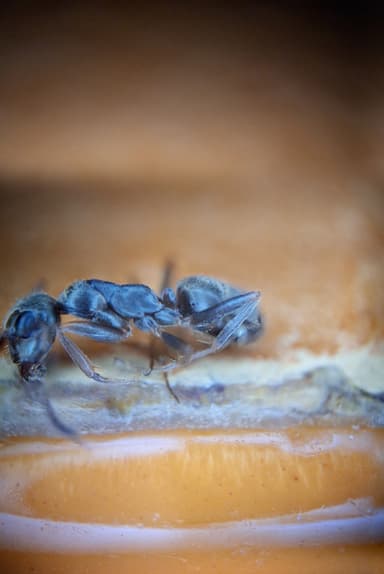 Formica fuscocinerea photo 28