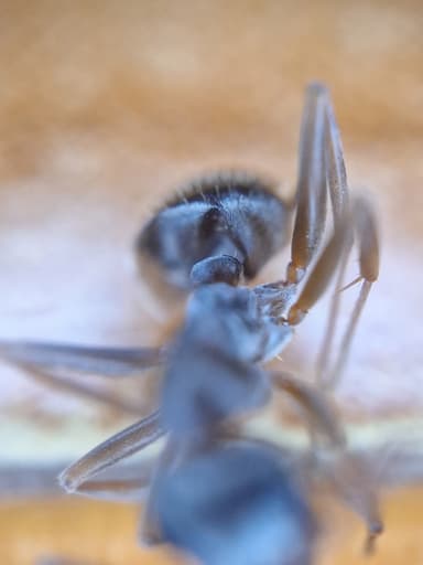 Formica fuscocinerea photo 29