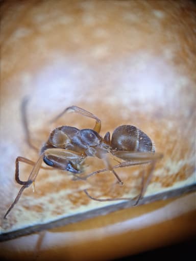 Formica fuscocinerea photo 30
