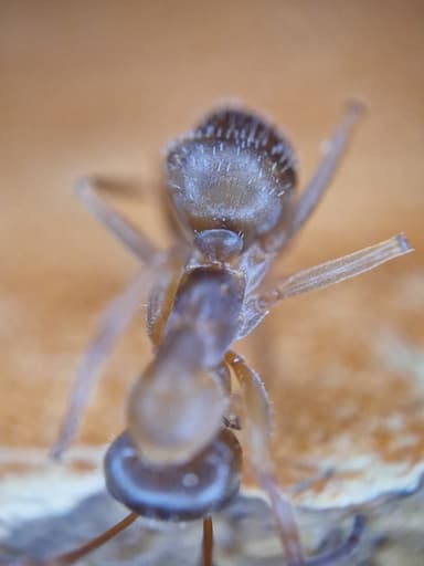 Formica fuscocinerea photo 31