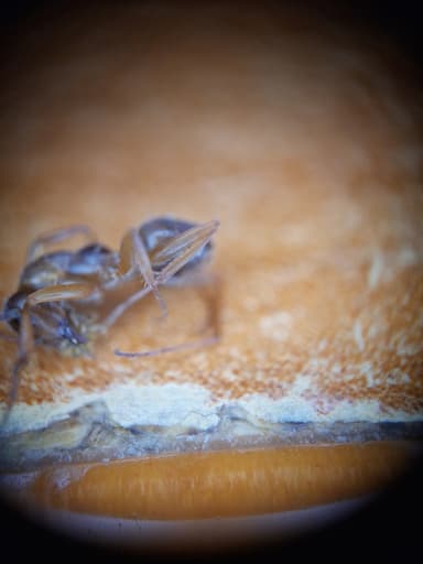 Formica fuscocinerea photo 32
