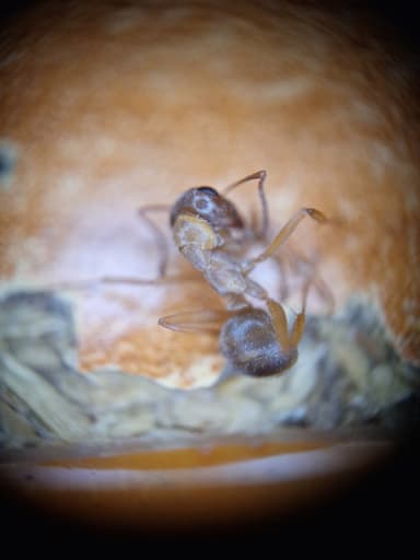 Formica fuscocinerea photo 33
