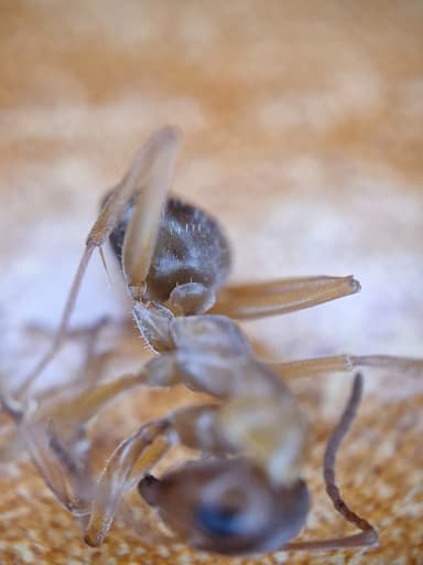 Formica fuscocinerea photo 34