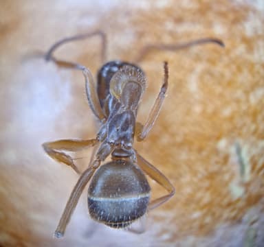 Formica fuscocinerea photo 35
