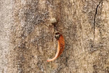 Formica fuscocinerea photo 37