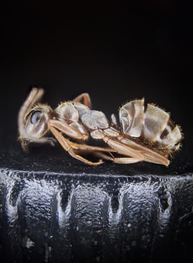Formica fuscocinerea — colony photo 40