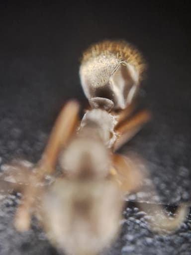 Formica fuscocinerea — colony photo 41
