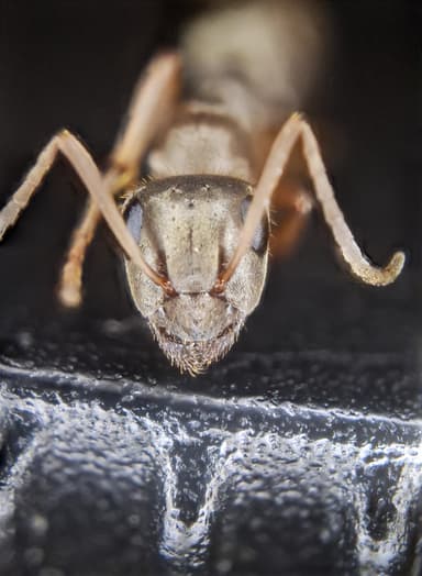 Formica fuscocinerea — colony photo 42