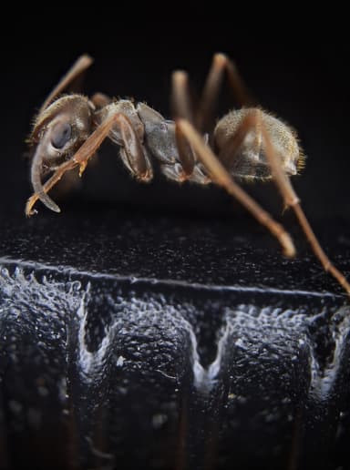 Formica fuscocinerea — colony photo 43