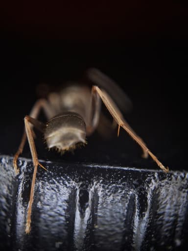 Formica fuscocinerea — colony photo 44