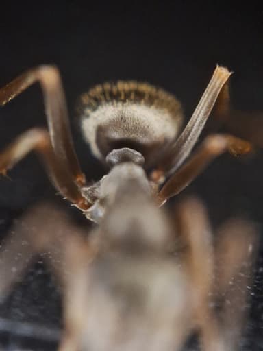 Formica fuscocinerea — colony photo 45