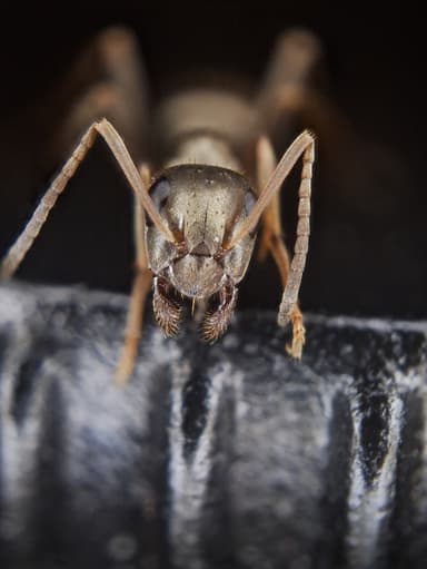 Formica fuscocinerea — colony photo 46