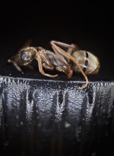 Formica fuscocinerea — colony photo 47