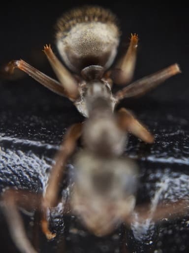 Formica fuscocinerea — colony photo 48