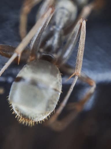 Formica fuscocinerea — colony photo 49