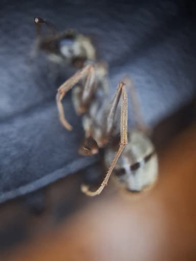 Formica fuscocinerea — colony photo 50