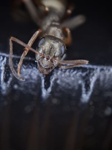 Formica fuscocinerea — colony photo 51
