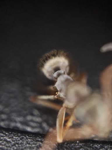 Formica fuscocinerea — colony photo 53
