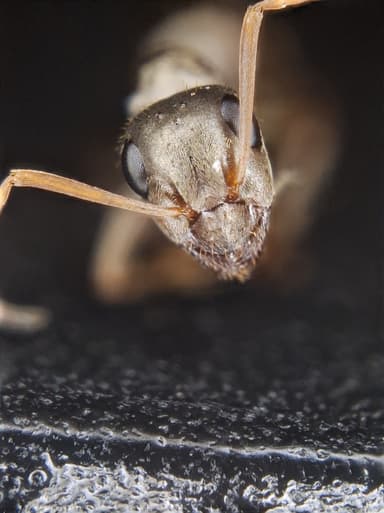 Formica fuscocinerea — colony photo 54