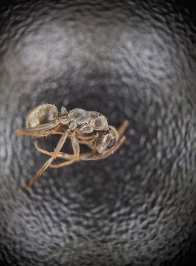 Formica fuscocinerea — colony photo 55