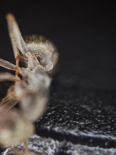 Formica fuscocinerea — colony photo 56