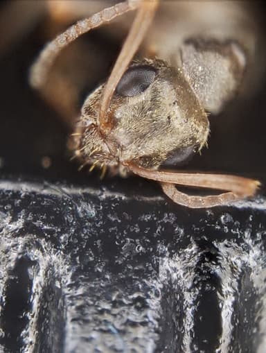 Formica fuscocinerea — colony photo 57