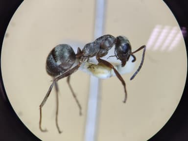 Formica fuscocinerea photo 59