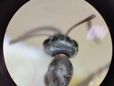 Formica fuscocinerea photo 60