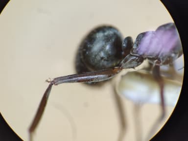 Formica fuscocinerea photo 61