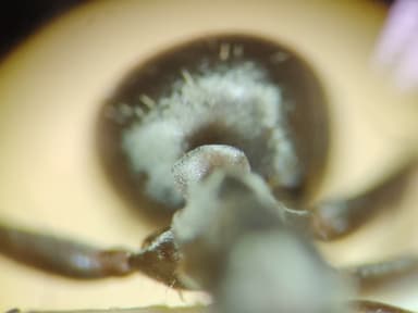 Formica fuscocinerea photo 62