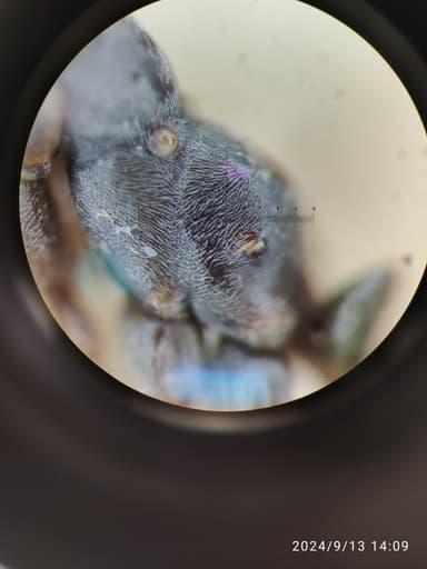 Formica fuscocinerea photo 63