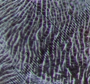 Formica fuscocinerea photo 64
