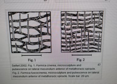 Formica fuscocinerea photo 65