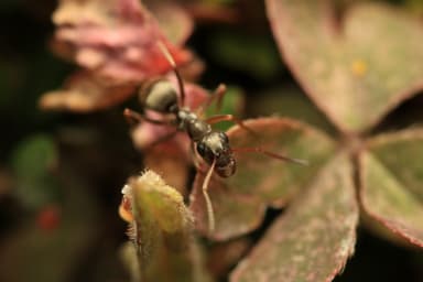 Formica fuscocinerea photo 66