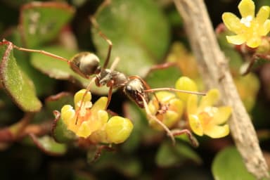 Formica fuscocinerea photo 67