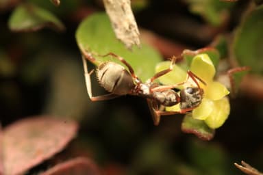 Formica fuscocinerea photo 68
