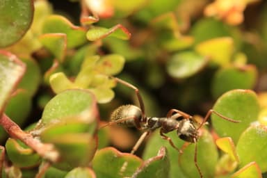 Formica fuscocinerea photo 69
