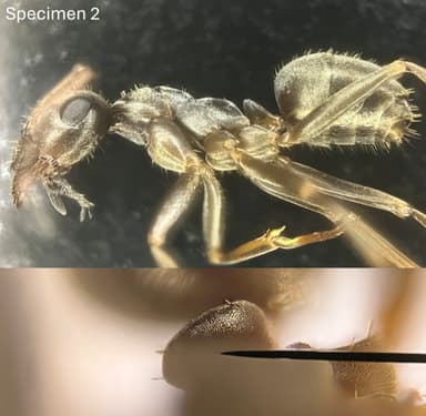 Formica fuscocinerea photo 72