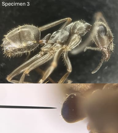 Formica fuscocinerea photo 73