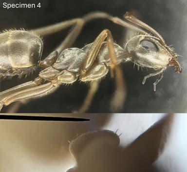 Formica fuscocinerea photo 74