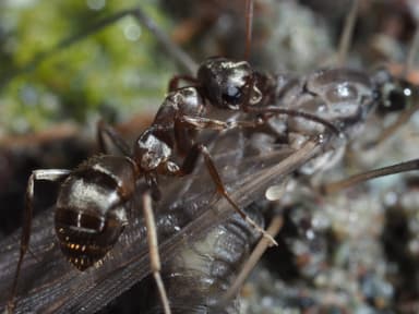 Formica fuscocinerea photo 86