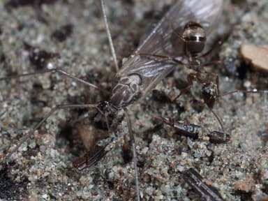 Formica fuscocinerea photo 87