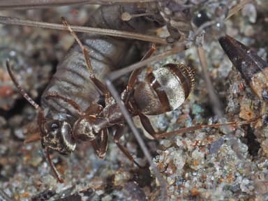 Formica fuscocinerea photo 88
