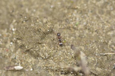 Formica fuscocinerea photo 91