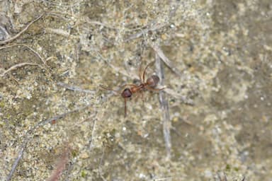 Formica fuscocinerea photo 92