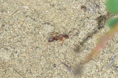 Formica fuscocinerea photo 93