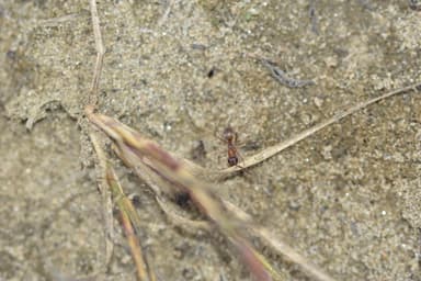Formica fuscocinerea photo 94